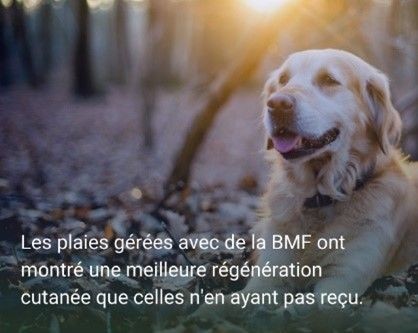 Les plaies gérées avec de la BMF ont montré une meilleure régénération cutanée que celles n'en ayant pas reçu.